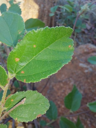 Grewia monticola, photographed by Manuel R Popp