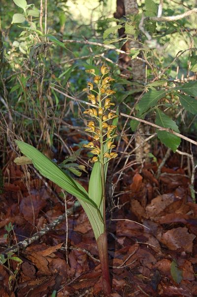 Govenia dressleriana, photographed by Neptalí Ramírez Marcial