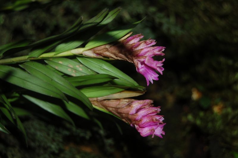Isochilus latibracteatus, photographed by Neptalí Ramírez Marcial