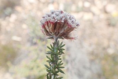 Metalasia massonii, photographed by Di Turner