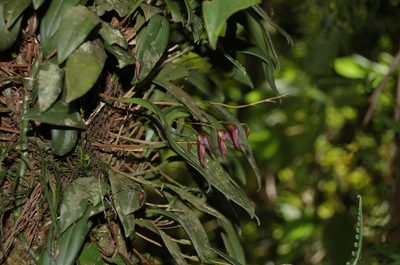 Stelis pachyglossa, photographed by Neptalí Ramírez Marcial