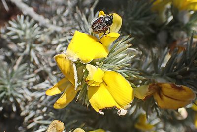 Aspalathus hystrix, photographed by Di Turner