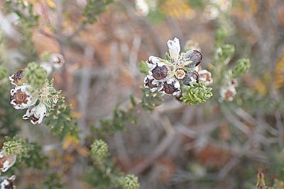 Phylica lanata, photographed by Di Turner