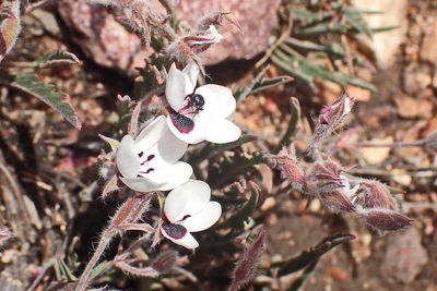 Pelargonium tricolor, photographed by Di Turner