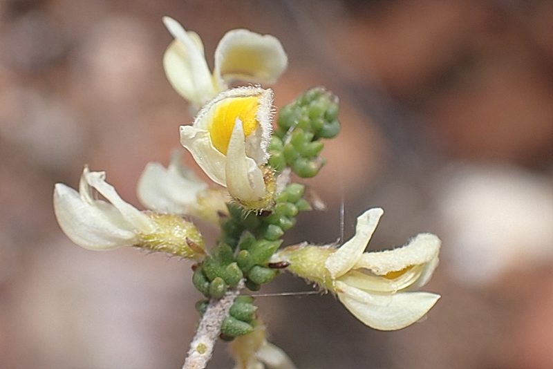 Aspalathus granulata, photographed by Di Turner