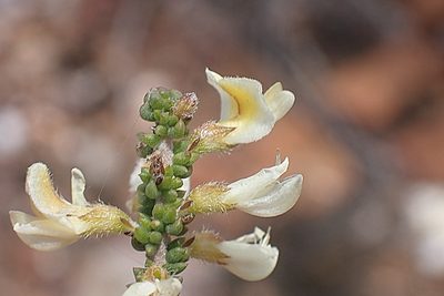 Aspalathus granulata, photographed by Di Turner