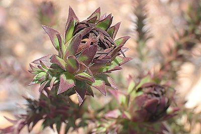 Oedera capensis, photographed by Di Turner
