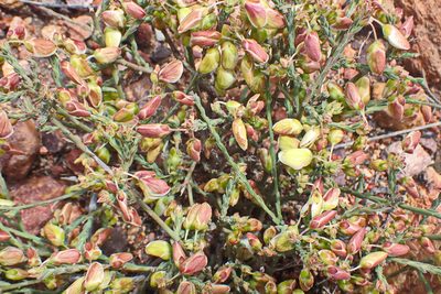 Polygala wittebergensis, photographed by Di Turner