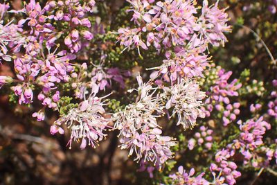 Agathosma capensis, photographed by Di Turner