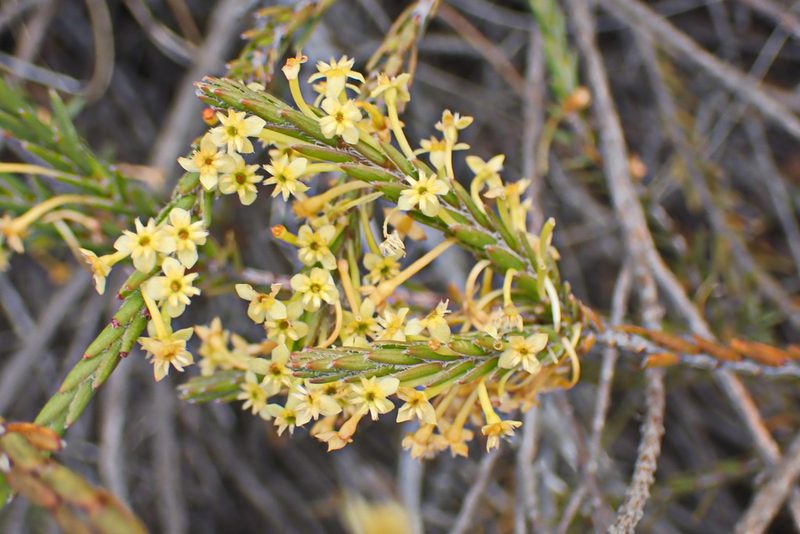 Struthiola eckloniana, photographed by Di Turner