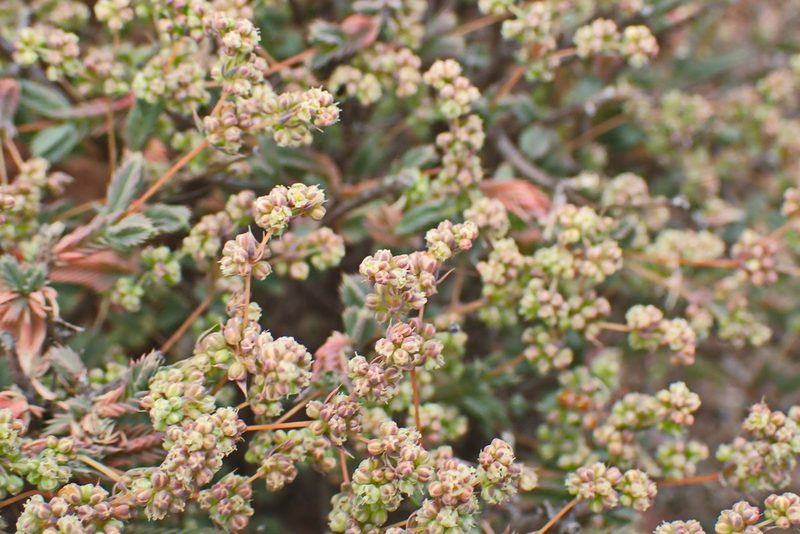 Psammotropha quadrangularis, photographed by Di Turner
