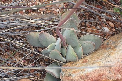 Crassula cotyledonis, photographed by Di Turner