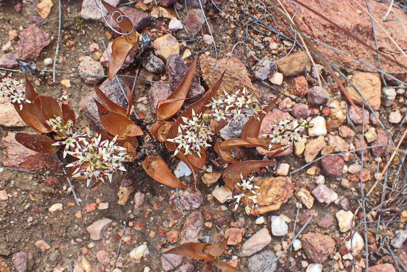 Wurmbea variabilis, photographed by Di Turner
