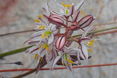 Tenicroa exuviata, photographed by Di Turner