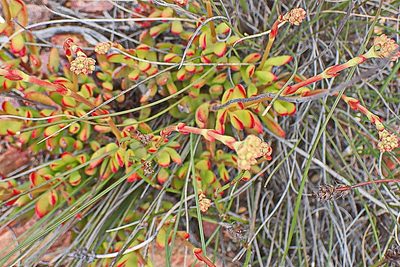 Crassula atropurpurea, photographed by Di Turner