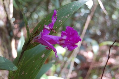 Sobralia macrantha, photographed by Neptalí Ramírez Marcial