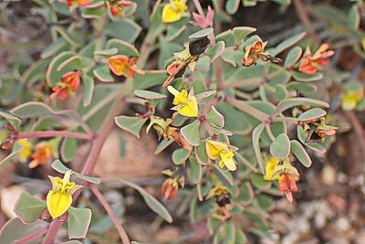 Rafnia capensis, photographed by Di Turner