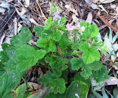 Pelargonium vitifolium, photographed by linkie