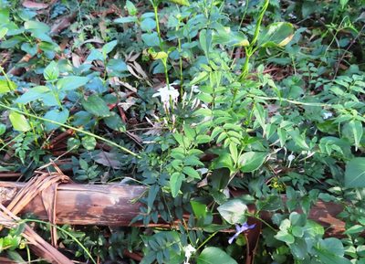 Jasminum polyanthum, photographed by linkie