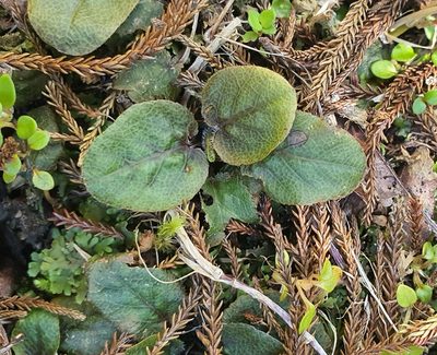 Gunnera prorepens, photographed by Katie Jenkins