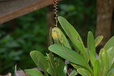 Stelis immersa, photographed by Neptalí Ramírez Marcial