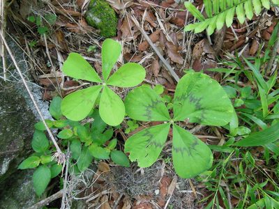 Oxalis nelsonii, photographed by Neptalí Ramírez Marcial