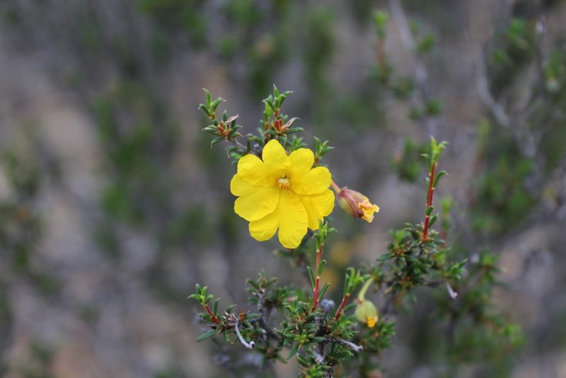 Hibbertia eatoniae, photographed by Hugo Innes