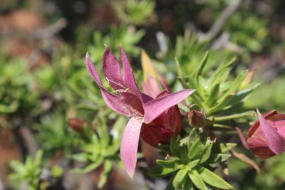 Eremophila miniata, photographed by Hugo Innes