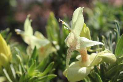 Eremophila miniata, photographed by Hugo Innes