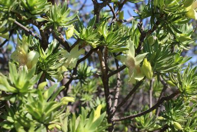 Eremophila miniata, photographed by Hugo Innes