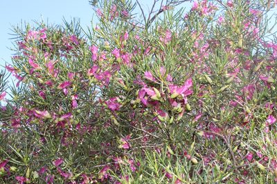 Eremophila alternifolia, photographed by Hugo Innes