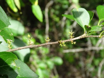 Forestiera rhamnifolia, photographed by Alexis López Hernández