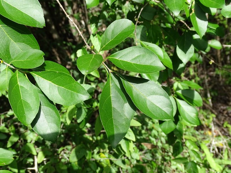 Forestiera rhamnifolia, photographed by Alexis López Hernández