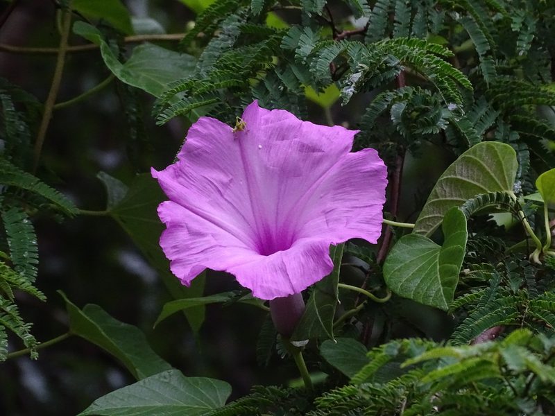 Ipomoea jalapa, photographed by Alexis López Hernández