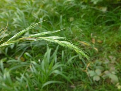 Elymus caninus, photographed by Gabriel Mayrhofer