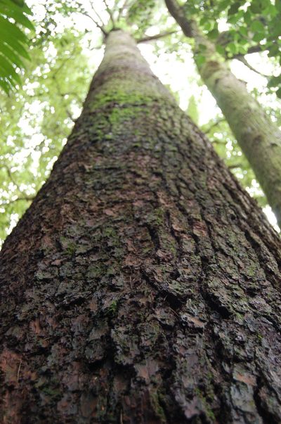 Pinus chiapensis, photographed by Neptalí Ramírez Marcial