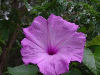 Ipomoea jalapa, photographed by Alexis López Hernández