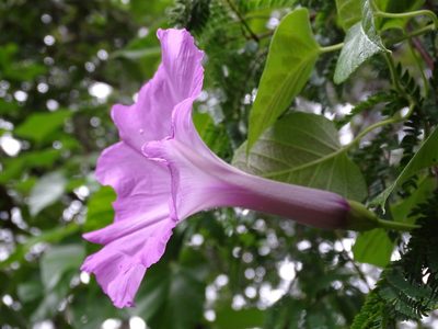 Ipomoea jalapa, photographed by Alexis López Hernández