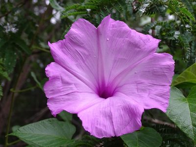 Ipomoea jalapa, photographed by Alexis López Hernández