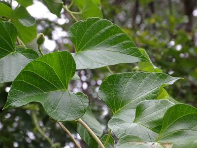 Ipomoea jalapa, photographed by Alexis López Hernández