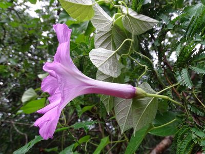 Ipomoea jalapa, photographed by Alexis López Hernández