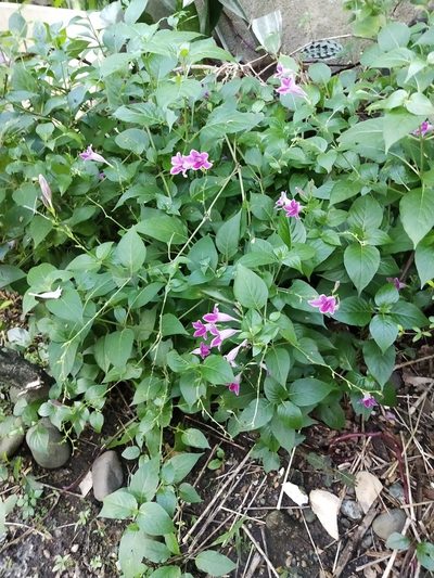 Asystasia nemorum, photographed by Greg III Espera