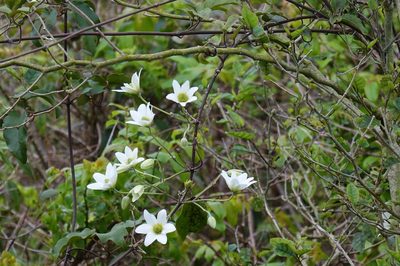 Clematis paniculata, photographed by John Barkla