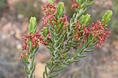 Passerina obtusifolia, photographed by Di Turner