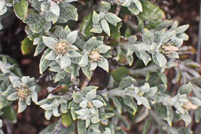 Macledium spinosum, photographed by Di Turner