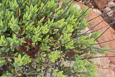 Crassula biplanata, photographed by Di Turner