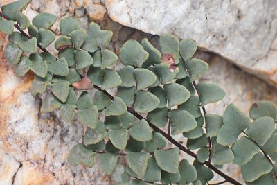 Choristosoria calomelanos, photographed by Di Turner