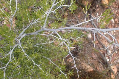 Asparagus lignosus, photographed by Di Turner