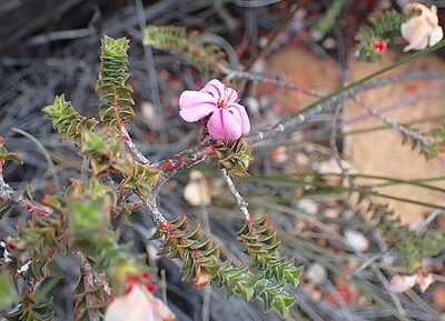 Acmadenia tetragona, photographed by Di Turner