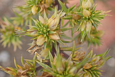 Muraltia ericifolia, photographed by Di Turner